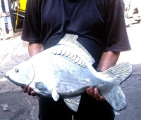 /album/muszaki-szaki/img-20230824-121934-2-jpg/